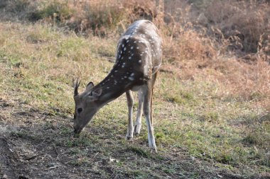 Yeşil ormandaki vahşi hayvanlar