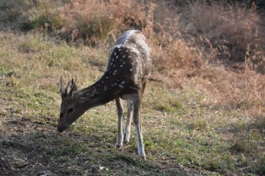Yeşil ormandaki vahşi hayvanlar