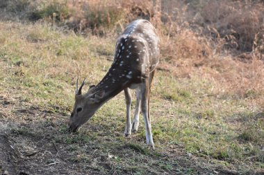 Yeşil ormandaki vahşi hayvanlar