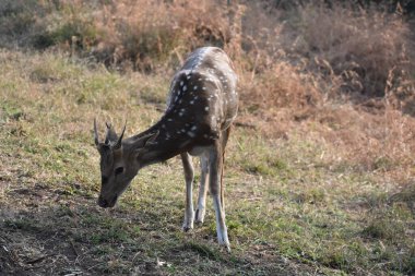 Yeşil ormandaki vahşi hayvanlar