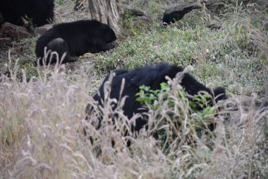 Yeşil ormandaki vahşi hayvanlar
