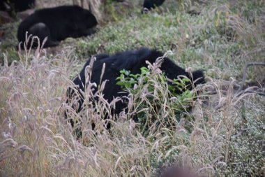 Yeşil ormandaki vahşi hayvanlar