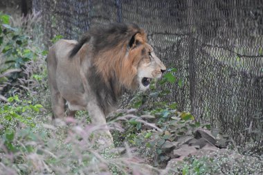 Yeşil ormandaki vahşi hayvanlar