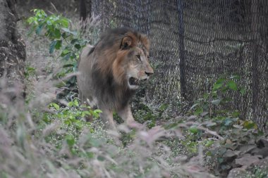 Yeşil ormandaki vahşi hayvanlar