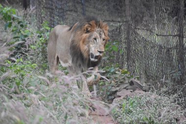 Yeşil ormandaki vahşi hayvanlar