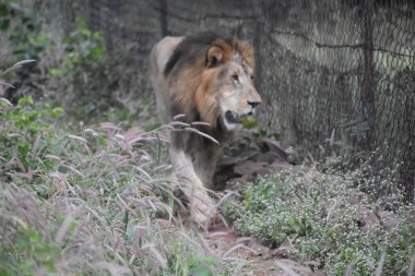 Yeşil ormandaki vahşi hayvanlar