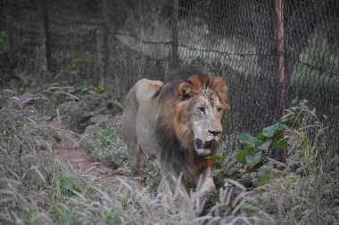 Yeşil ormandaki vahşi hayvanlar