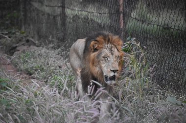 Yeşil ormandaki vahşi hayvanlar