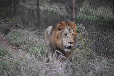 Yeşil ormandaki vahşi hayvanlar