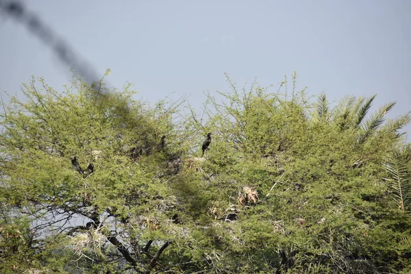 Yeşil ormandaki vahşi hayvanlar