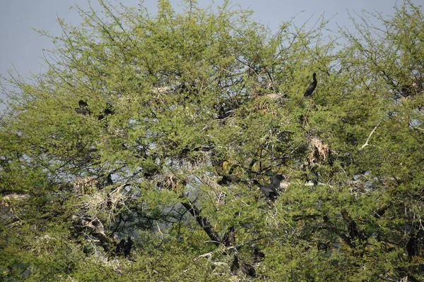 Yeşil ormandaki vahşi hayvanlar