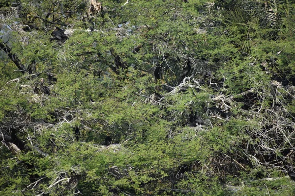 Animais Selvagens Floresta Verde — Fotografia de Stock