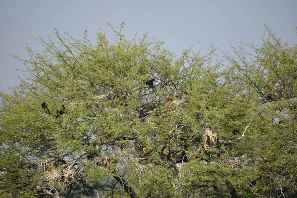 Yeşil ormandaki vahşi hayvanlar