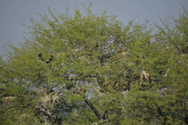 Yeşil ormandaki vahşi hayvanlar