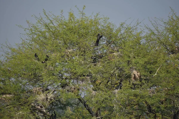Yeşil ormandaki vahşi hayvanlar