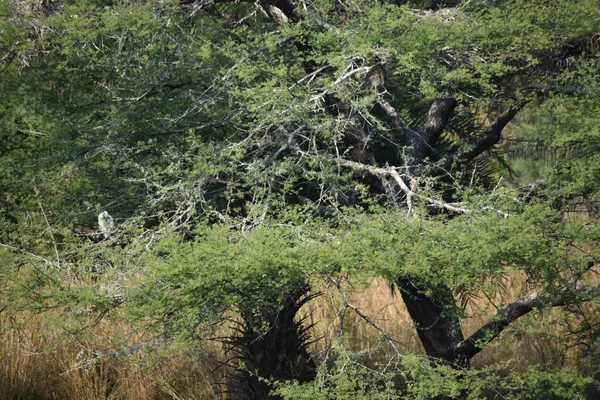 Yeşil ormandaki vahşi hayvanlar