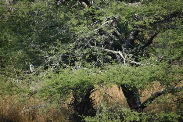 Yeşil ormandaki vahşi hayvanlar