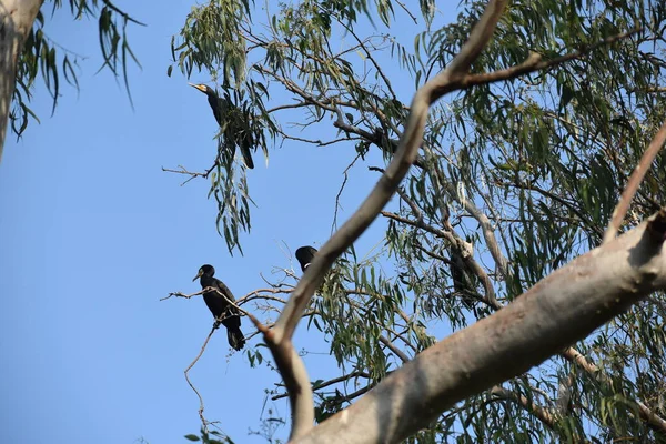 Yeşil ormandaki vahşi hayvanlar