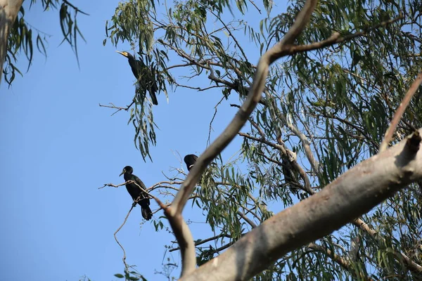 Yeşil ormandaki vahşi hayvanlar