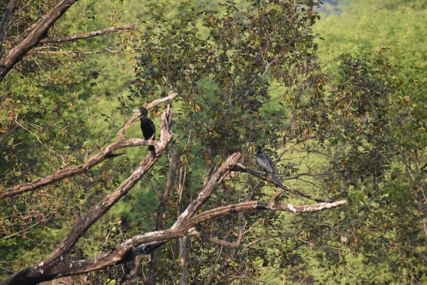 Animaux Sauvages Dans Forêt Verte — Photo