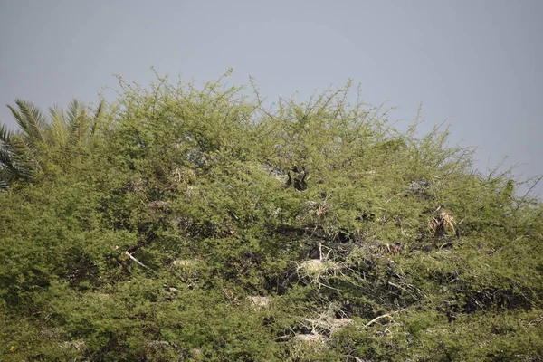 Yeşil ormandaki vahşi hayvanlar