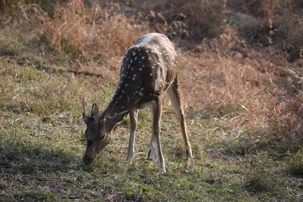 Yeşil ormandaki vahşi hayvanlar