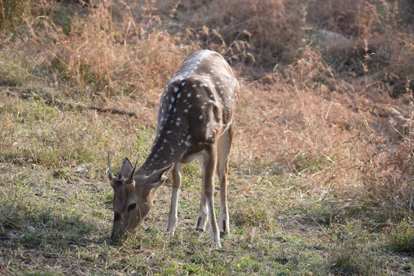 Yeşil ormandaki vahşi hayvanlar