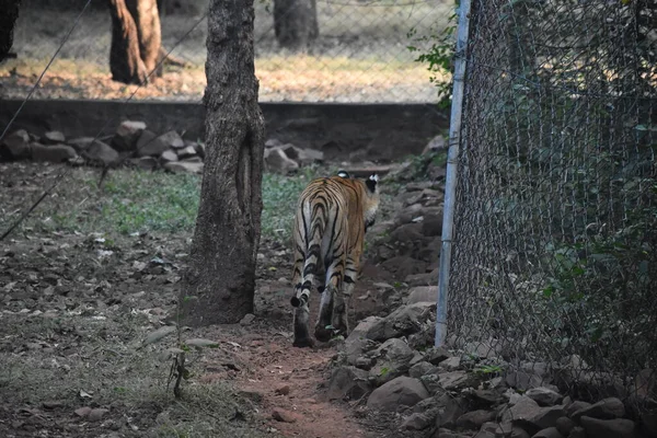 Animaux Sauvages Dans Forêt Verte — Photo