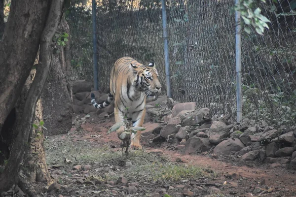 Animali Selvatici Nella Foresta Verde — Foto Stock