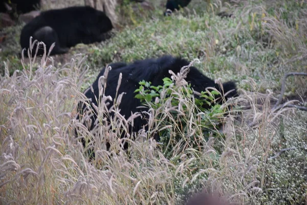 Yeşil ormandaki vahşi hayvanlar