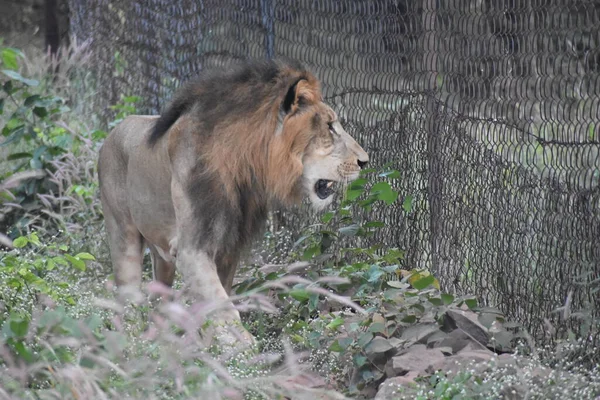 Yeşil ormandaki vahşi hayvanlar
