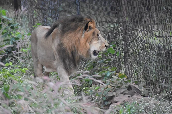 Yeşil ormandaki vahşi hayvanlar
