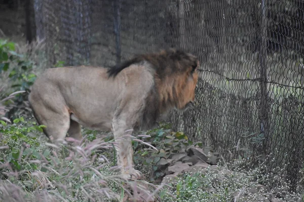 Yeşil ormandaki vahşi hayvanlar