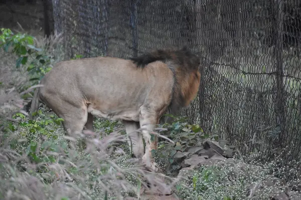 Yeşil ormandaki vahşi hayvanlar
