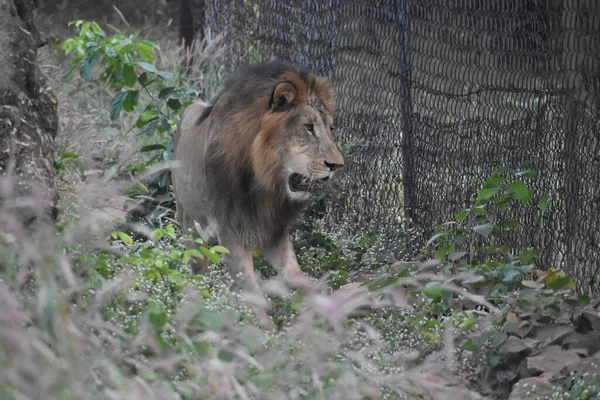 Yeşil ormandaki vahşi hayvanlar