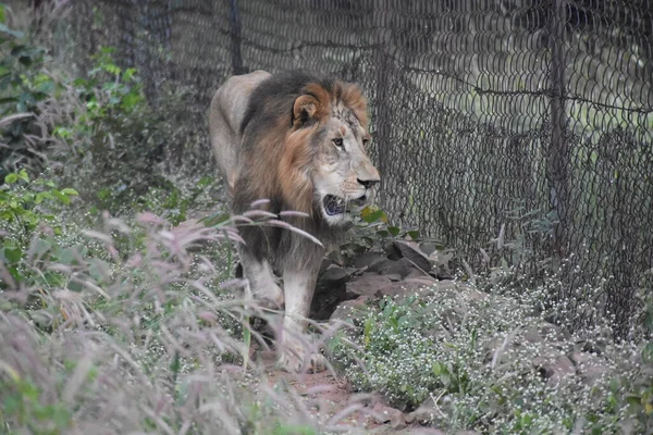 Yeşil ormandaki vahşi hayvanlar