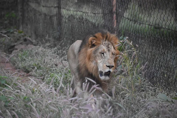 Yeşil ormandaki vahşi hayvanlar