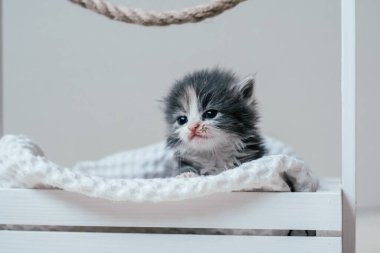 Tahta sepetin içinde oturan küçük şirin gri ve beyaz kedi yavrusu. Evdeki sevimli hayvan.