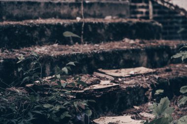 Kısmen bulanık gri beton basamaklar. Yosun ve yeşil dallarla kaplanmış harabe bina.