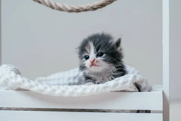 Niedliche Kleine Graue Und Weiße Kätzchen Sitzen Holzkorb Schönes Haustier — Stockfoto