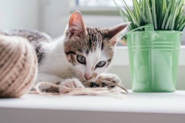 Gri çizgili beyaz kedi 3-4 ay top ve bitkinin yanında jüt halat ile oynar. Melez kedi yavrusu.
