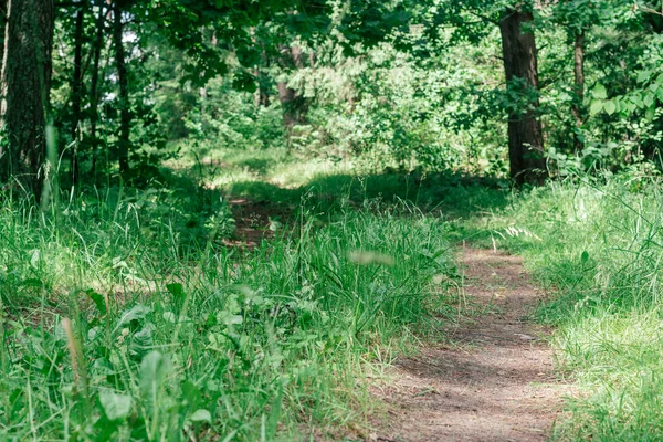 Teilweise Verschwommenes Kreatives Hintergrundbild Eines Sandigen Weges Sommerwald Zwischen Gras — Stockfoto