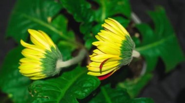 Gerbera çiçekleri. Sarı gerbera açık zaman dilimi. Kapatın. Çiçeğin üst tarafının manzarası. 4K video