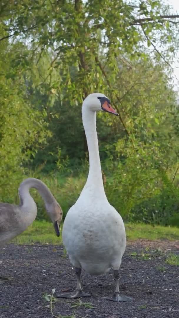 White swan stands on shore of lake, look into frame, hisses and turns, young gray swan stand near. Slow motion. Vertical — Stock Video