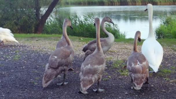 П'ять молодих лебедів-підлітків сірого кольору йдуть уздовж берега озера за білим лебедиком до води, повільний рух — стокове відео