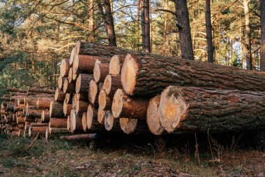 Testereli çam ağaçları, yığınlar halinde ormanın arka planına karşı, üretim için odun kesiyorlar.