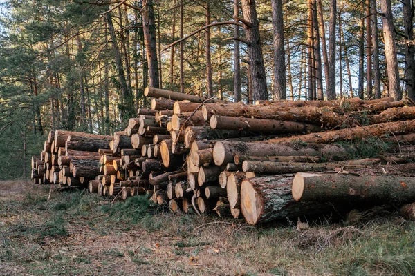 Sawed pine trees, stacked in stacks against background of forest, logging for production — Stock Photo, Image