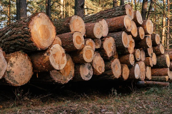 Pohon pinus gergaji, ditumpuk dalam tumpukan dengan latar belakang hutan, penebangan untuk produksi — Stok Foto