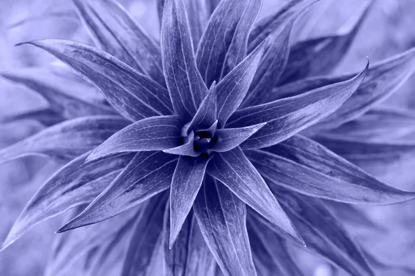 Color del Año 2022 Muy Peri. Planta violeta púrpura, vista superior —  Fotos de Stock