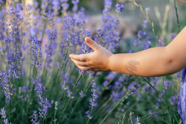 Kleine kinderen hand tussen de grote struiken van lila lavendel aanraken bloemen van trendy kleur van het jaar 2022 Very Peri — Stockfoto